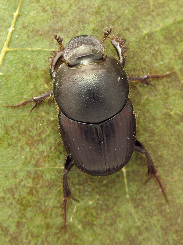 Scarabeidae: Onthophagus (Onthophagus) taurus, femmina